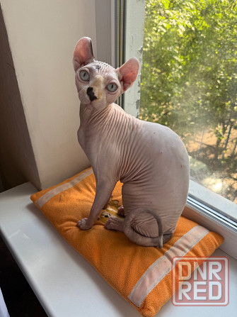 Вязка сфинкс-эльф Донецк - изображение 1