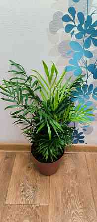 Хамедорея Макеевка