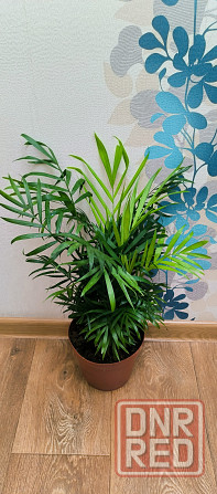 Хамедорея Макеевка - изображение 1