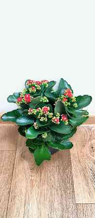 Каланхоэ Макеевка