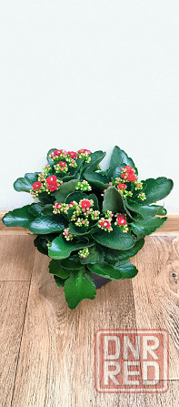 Каланхоэ Макеевка - изображение 1