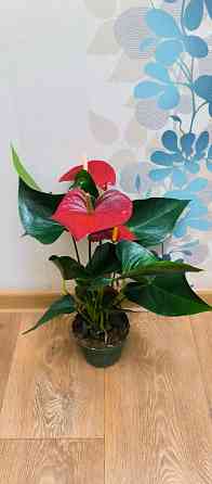 Антуриум Макеевка