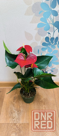 Антуриум Макеевка - изображение 1