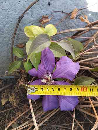 Клемантис Фиолетовый Донецк