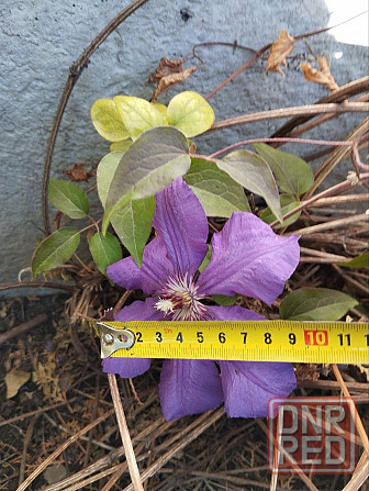 Клемантис Фиолетовый Донецк - изображение 1