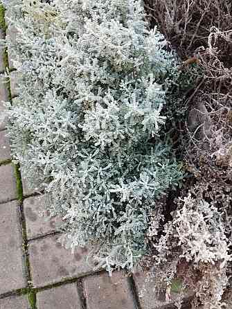 Сантолина кипарисовидная Донецк