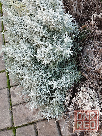 Сантолина кипарисовидная Донецк - изображение 1