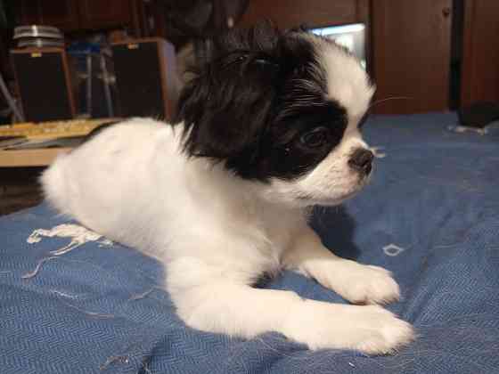 Продается щенок Японский Хин! мальчик. Родилисья21.07.25 Донецк