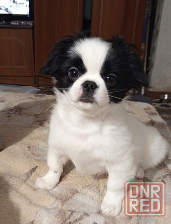 Продается щенок Японский Хин! мальчик. Родилисья21.07.25 Донецк - изображение 1