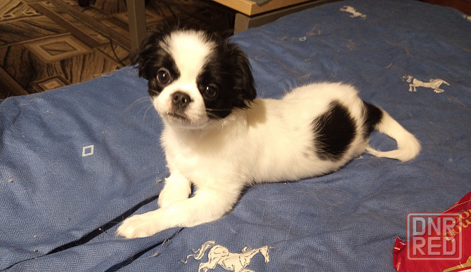 Продается щенок Японский Хин! мальчик. Родилисья21.07.25 Донецк - изображение 4