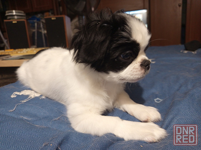 Продается щенок Японский Хин! мальчик. Родилисья21.07.25 Донецк - изображение 3