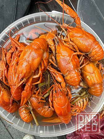 Живые и вареные раки Донецк - изображение 1
