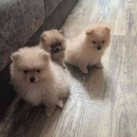 щенки Померанского Шпица. Донецк