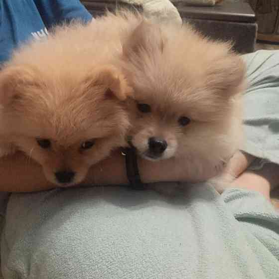 щенки Померанского Шпица. Донецк