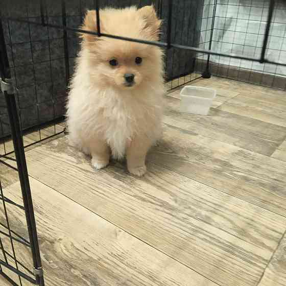 щенки Померанского Шпица. Донецк