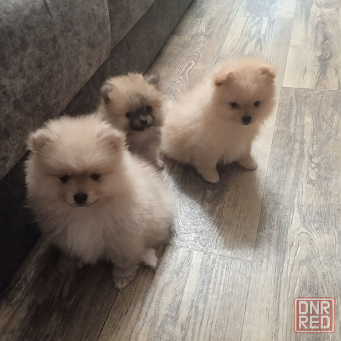 щенки Померанского Шпица. Донецк - изображение 1