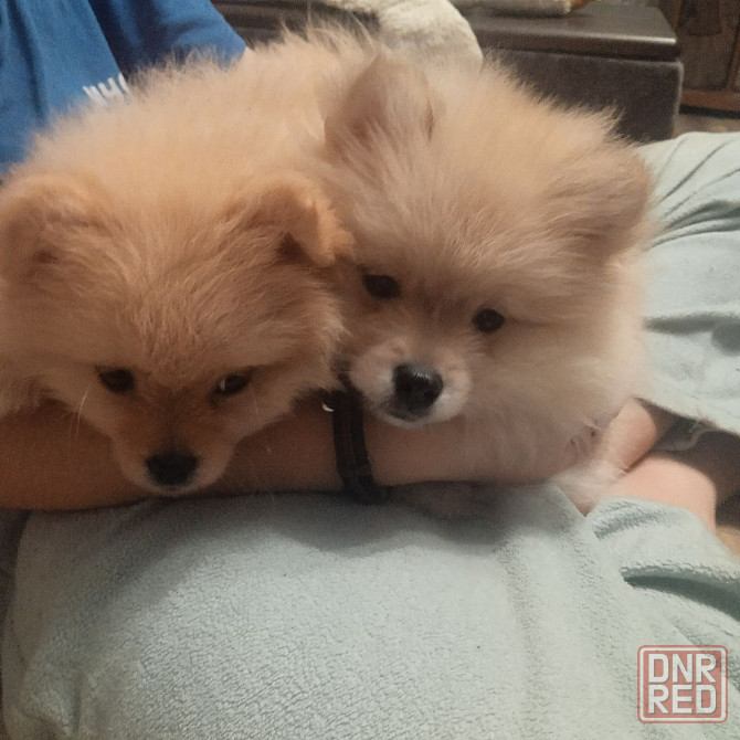 щенки Померанского Шпица. Донецк - изображение 2