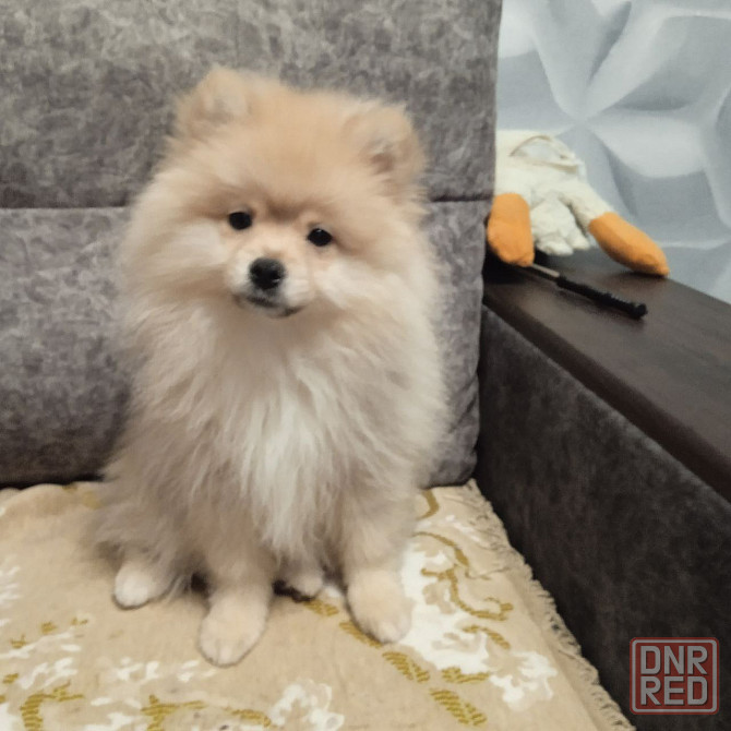 щенки Померанского Шпица. Донецк - изображение 3