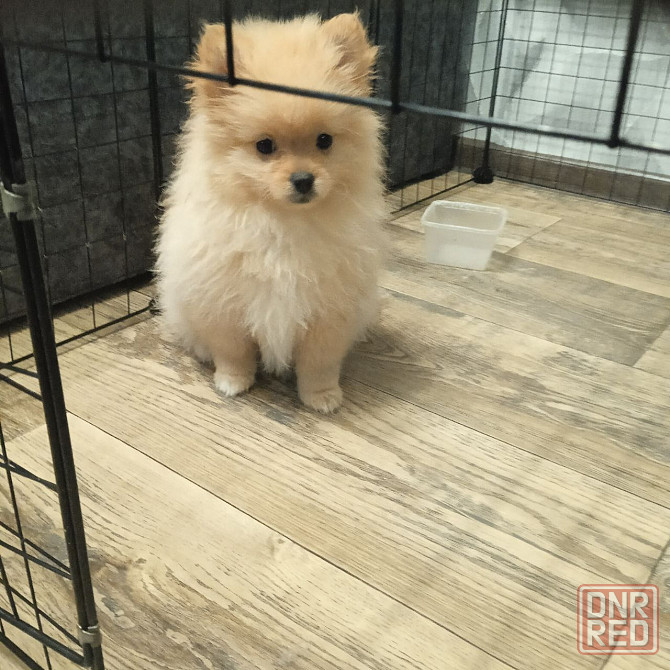 щенки Померанского Шпица. Донецк - изображение 4