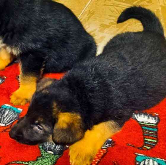 Продам щенков немецкой овчарки Донецк