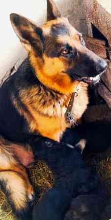 Продам щенков немецкой овчарки Донецк