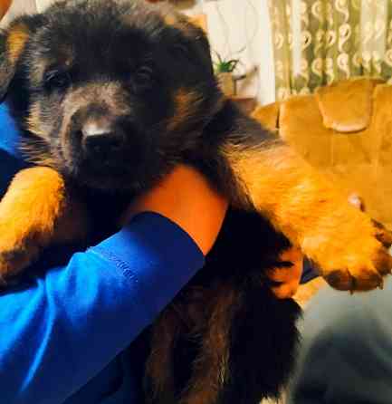 Продам щенков немецкой овчарки Донецк