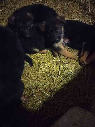 Продам щенков немецкой овчарки Донецк