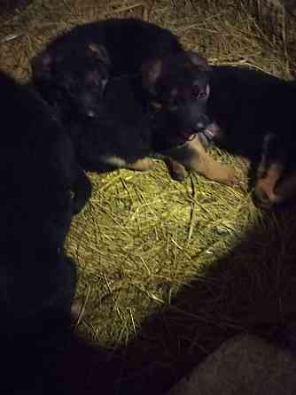 Продам щенков немецкой овчарки Донецк