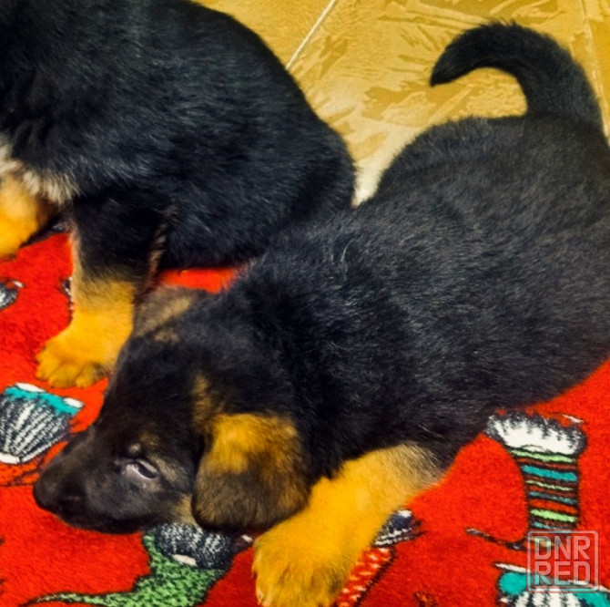 Продам щенков немецкой овчарки Донецк - изображение 4