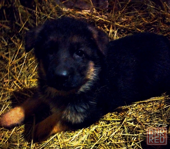 Продам щенков немецкой овчарки Донецк - изображение 3