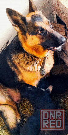 Продам щенков немецкой овчарки Донецк - изображение 2