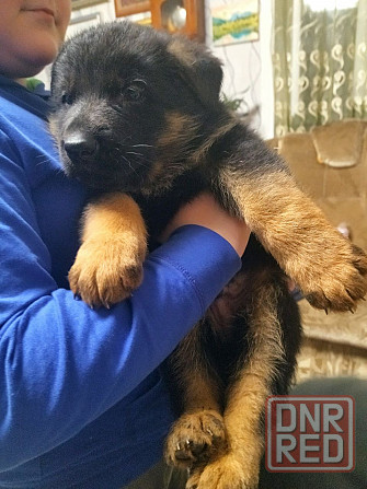 Продам щенков немецкой овчарки Донецк - изображение 7