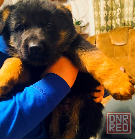 Продам щенков немецкой овчарки Донецк - изображение 1