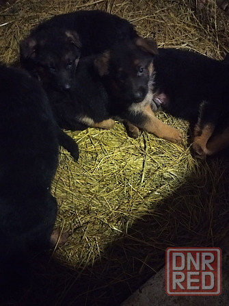 Продам щенков немецкой овчарки Донецк - изображение 5