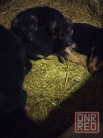 Продам щенков немецкой овчарки Донецк - изображение 6