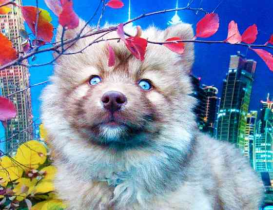 Синеглазый медведик с доставкой лично в руки. Донецк