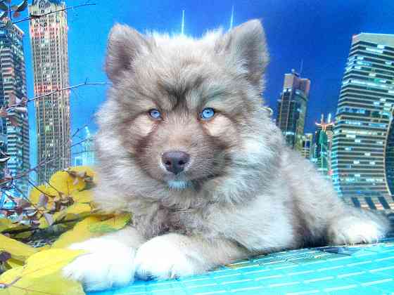 Синеглазый медведик с доставкой лично в руки. Донецк