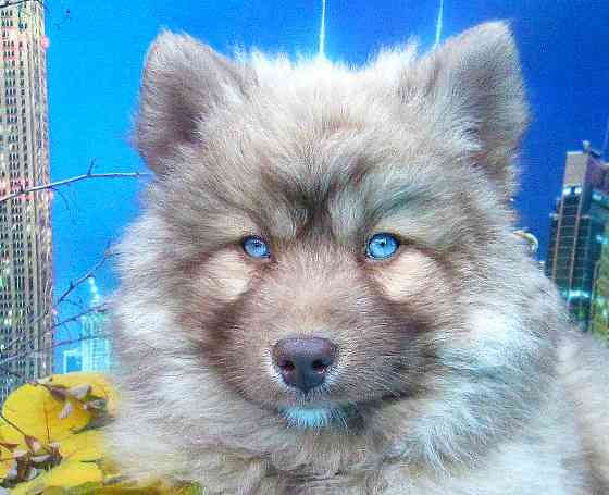 Синеглазый медведик с доставкой лично в руки. Донецк