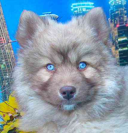 Синеглазый медведик с доставкой лично в руки. Донецк