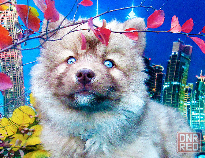 Синеглазый медведик с доставкой лично в руки. Донецк - изображение 1