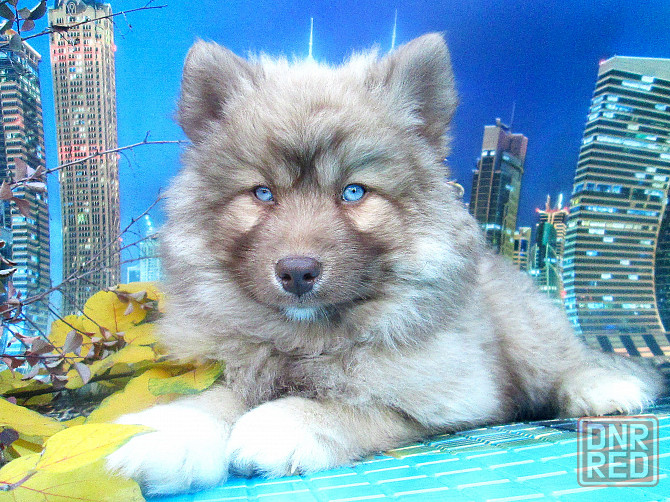 Синеглазый медведик с доставкой лично в руки. Донецк - изображение 5