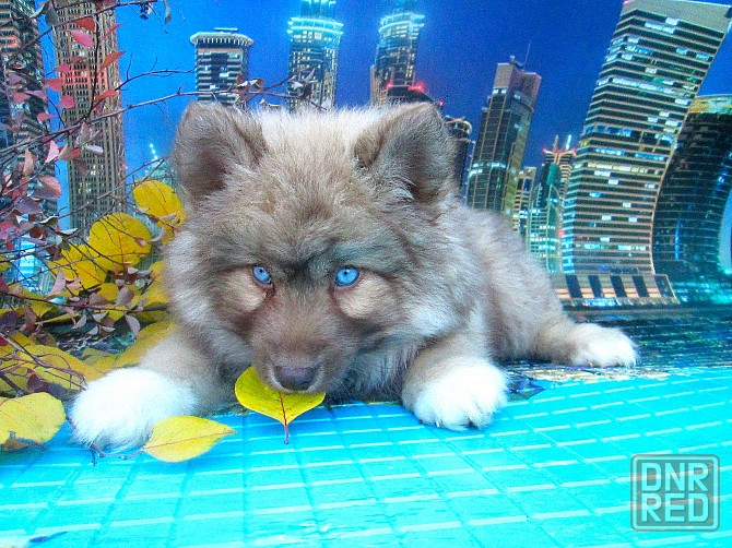 Синеглазый медведик с доставкой лично в руки. Донецк - изображение 8