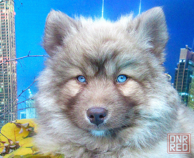 Синеглазый медведик с доставкой лично в руки. Донецк - изображение 4