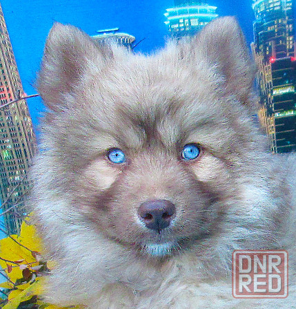 Синеглазый медведик с доставкой лично в руки. Донецк - изображение 6