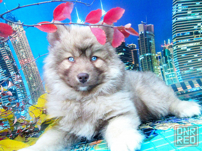 Синеглазый медведик с доставкой лично в руки. Донецк - изображение 2