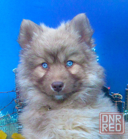 Синеглазый медведик с доставкой лично в руки. Донецк - изображение 3