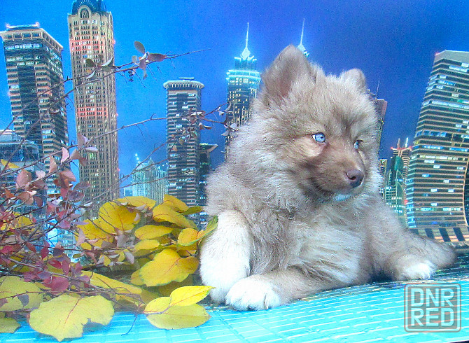 Синеглазый медведик с доставкой лично в руки. Донецк - изображение 7