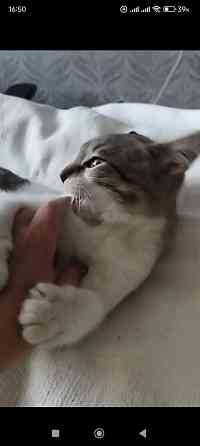 Отдаю в добрые руки Макеевка