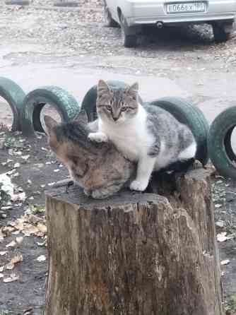 Отдаю в добрые руки Макеевка