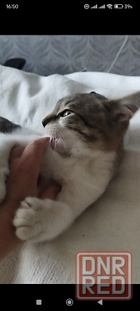 Отдаю в добрые руки Макеевка - изображение 4